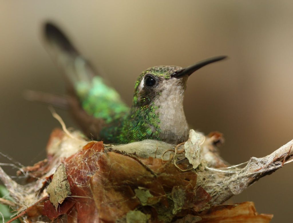 Hummingbird Nests What You Need to Know